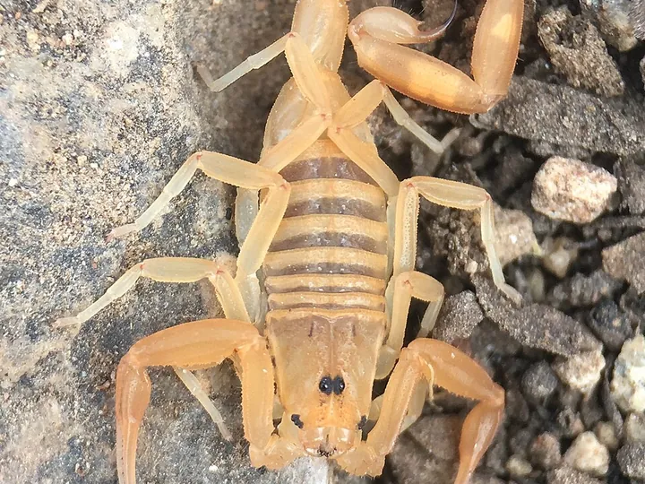 Arizona bark scorpion (Centruroides sculpturatus)