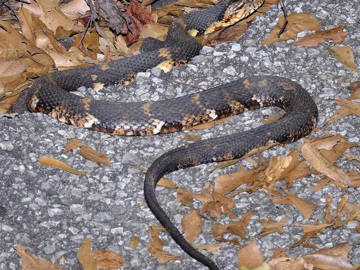 Banded water snake (Nerodia fasciata)