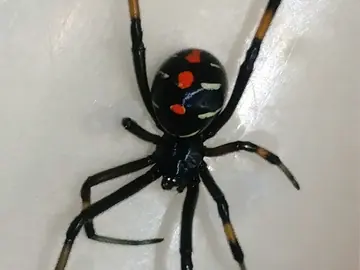 Black widow