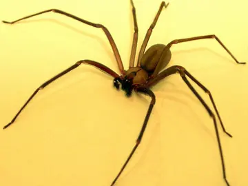 Brown recluse