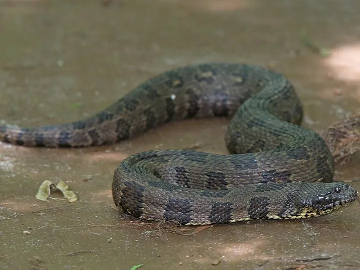Brown water snake (Nerodia taxispilota)