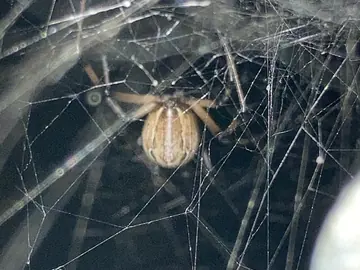 Brown widow
