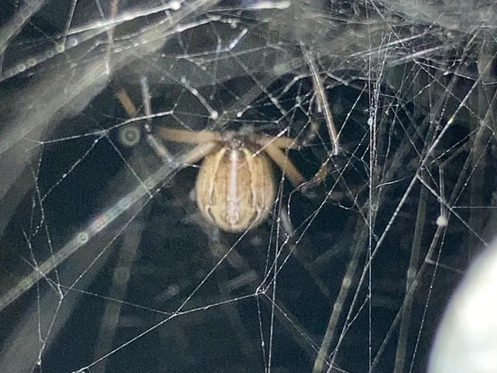 Brown widow (Latrodectus geometricus)