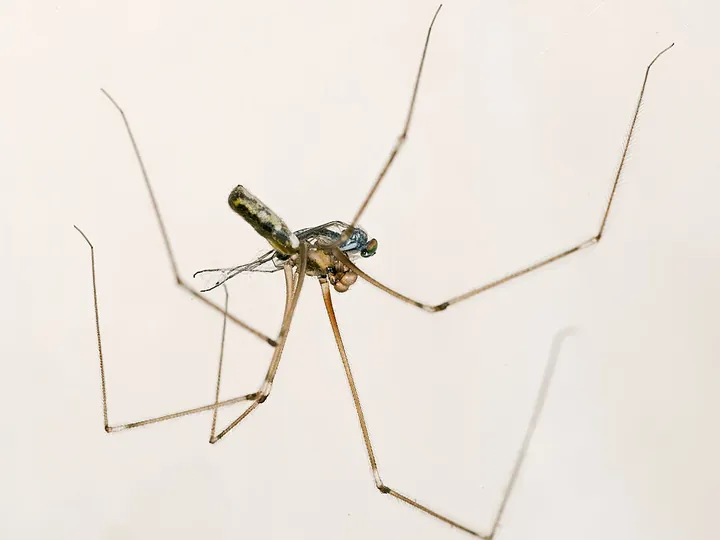Cellar spider (Pholcus phalangioides)