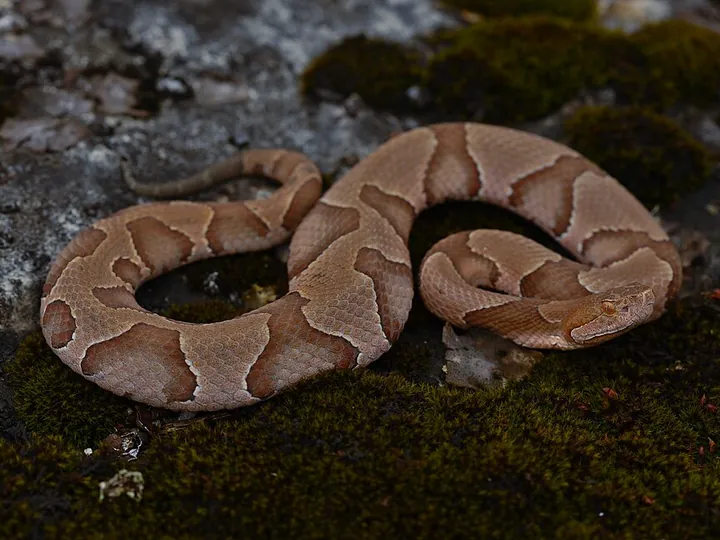 Copperhead (Agkistrodon contortrix)