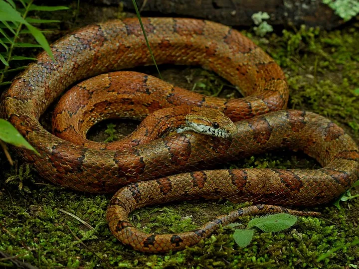 Corn snake (Pantherophis guttatus)