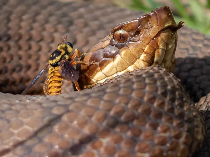 Cottonmouth