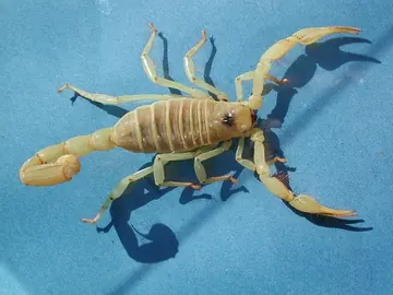 Giant desert hairy scorpion