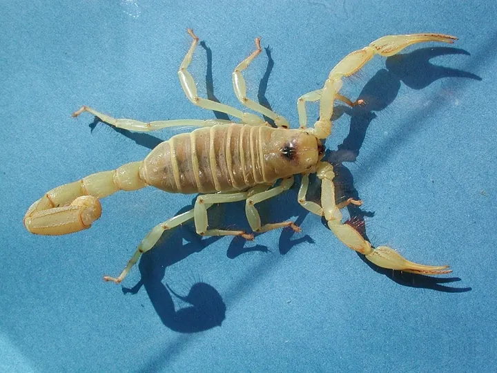Giant desert hairy scorpion (Hadrurus arizonensis)