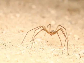 Desert recluse
