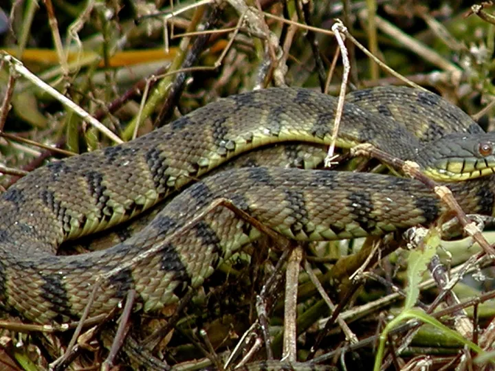 Diamondback water snake (Nerodia rhombifer)