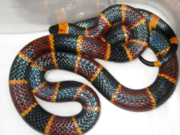 Eastern coral snake (Micrurus fulvius)