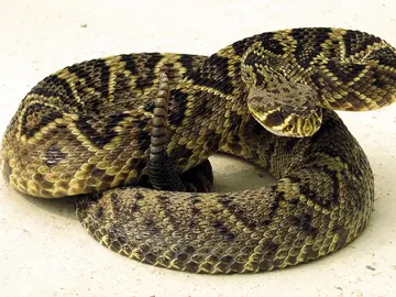 Eastern diamondback rattlesnake