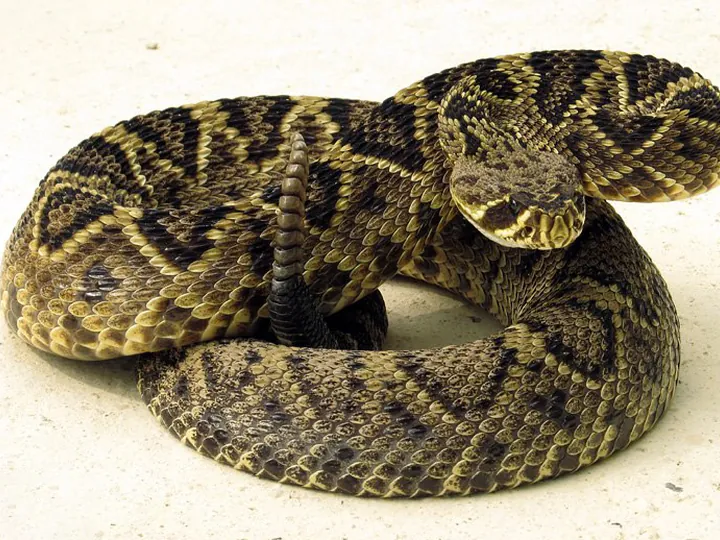 Eastern diamondback rattlesnake
