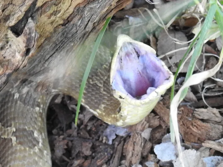 Eastern hognose snake (Heterodon platirhinos)