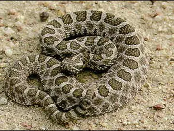 Eastern massasauga