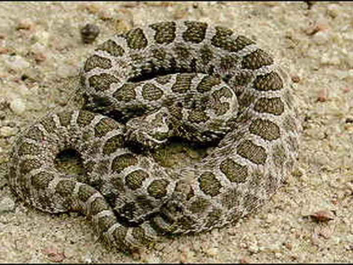 Eastern massasauga