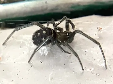 False widow