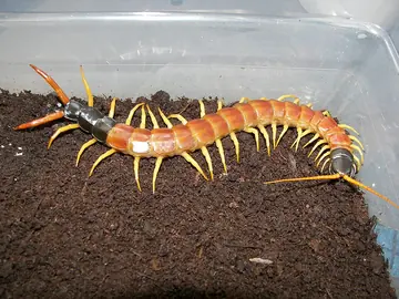 Giant desert centipede