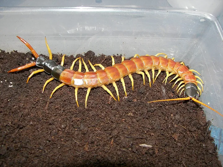 Giant desert centipede