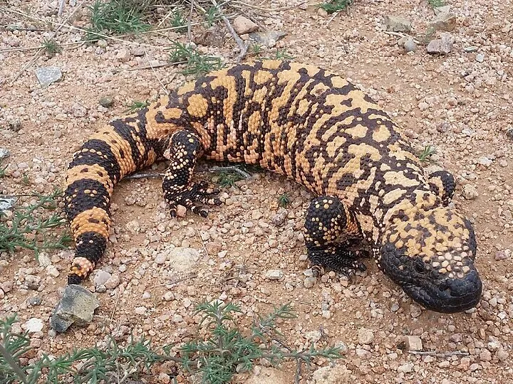 Gila monster