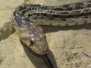Gopher snake