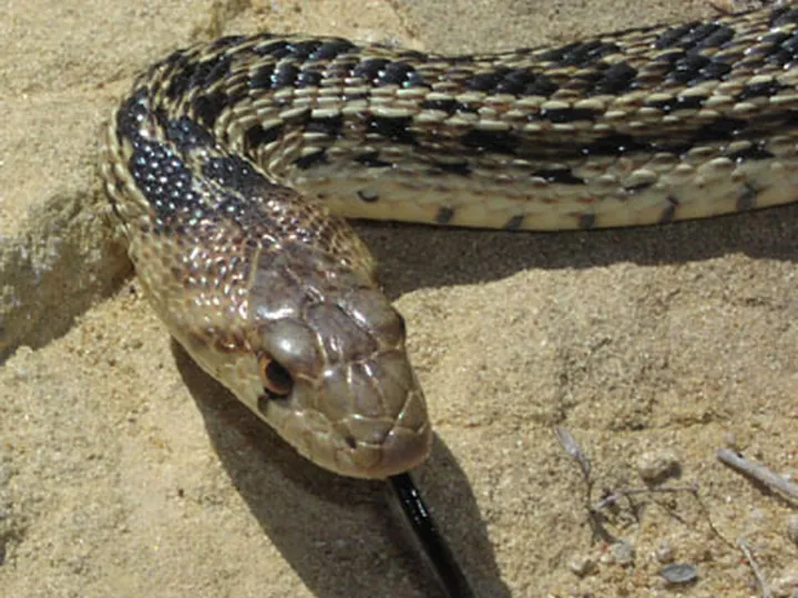 Gopher snake (Pituophis catenifer)