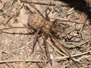 Hobo spider