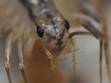 House centipede