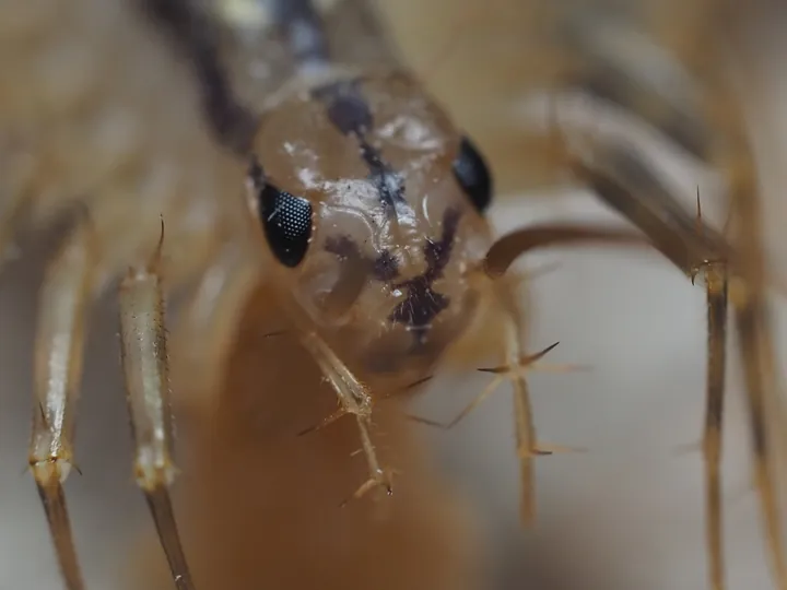 House centipede (Scutigera coleoptrata)