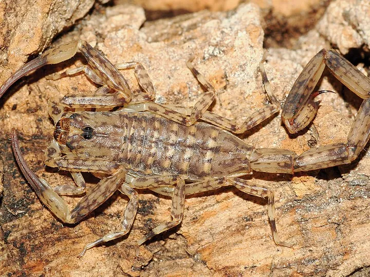 Lesser brown scorpion (Isometrus maculatus)
