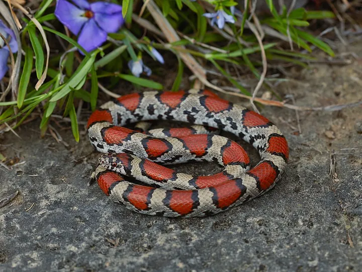 Milk snake (Lampropeltis triangulum complex)