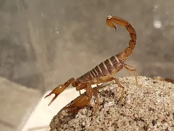 Northern scorpion