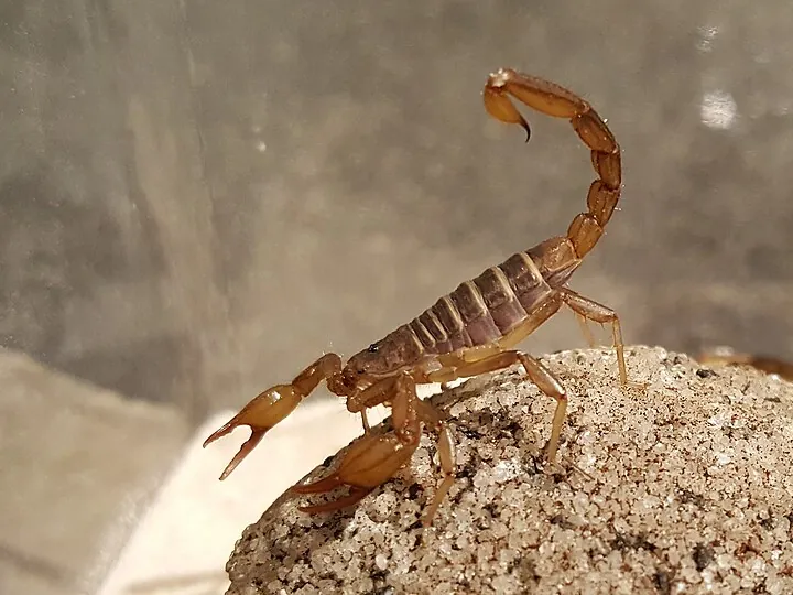 Northern scorpion (Paruroctonus boreus)