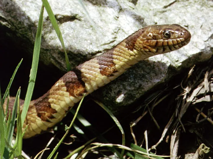 Northern water snake (Nerodia sipedon)