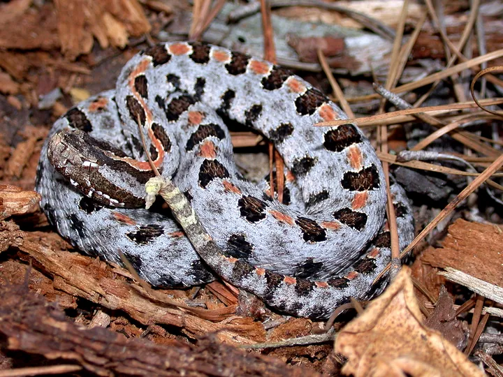 Pygmy rattlesnake (Sistrurus miliarius)