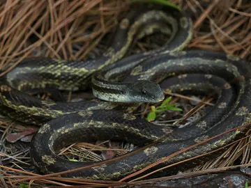 Rat snake