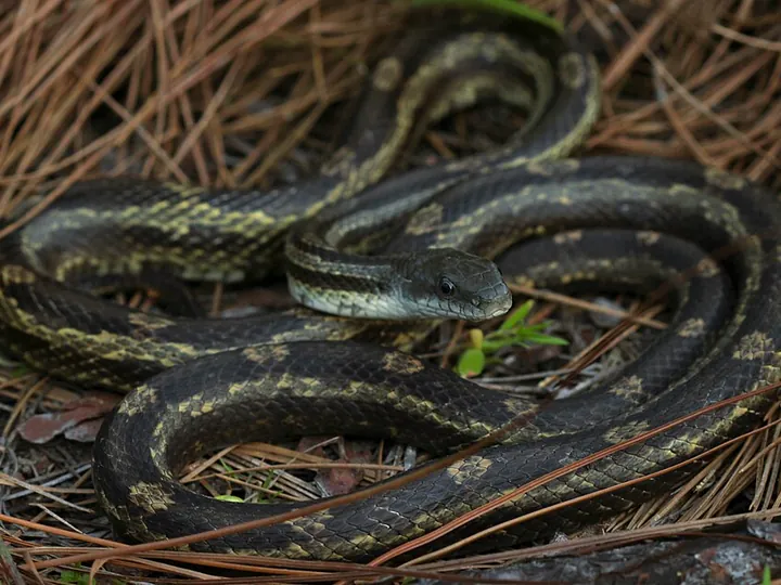 Rat snake (Pantherophis obsoletus complex)