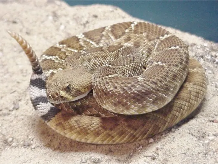 Red diamond rattlesnake (Crotalus ruber)