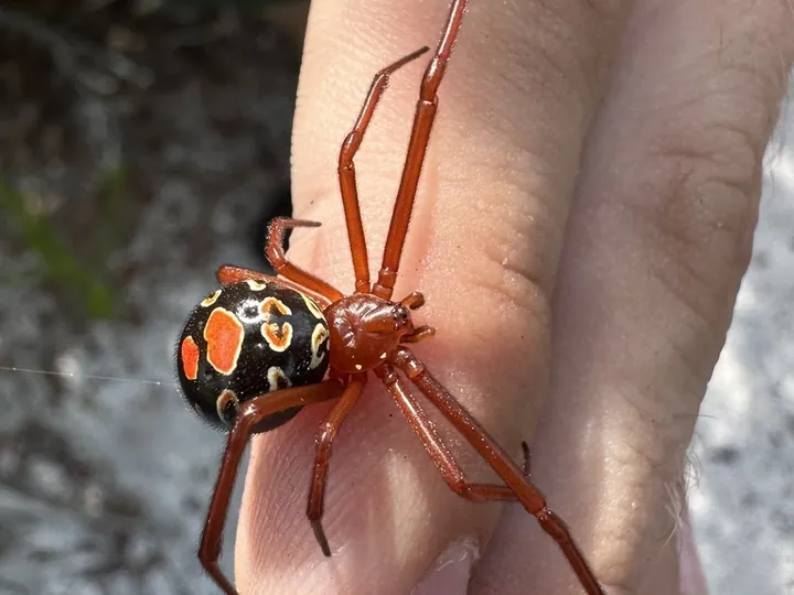 Red widow (Latrodectus bishopi)