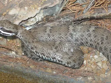 Ridge-nosed rattlesnake