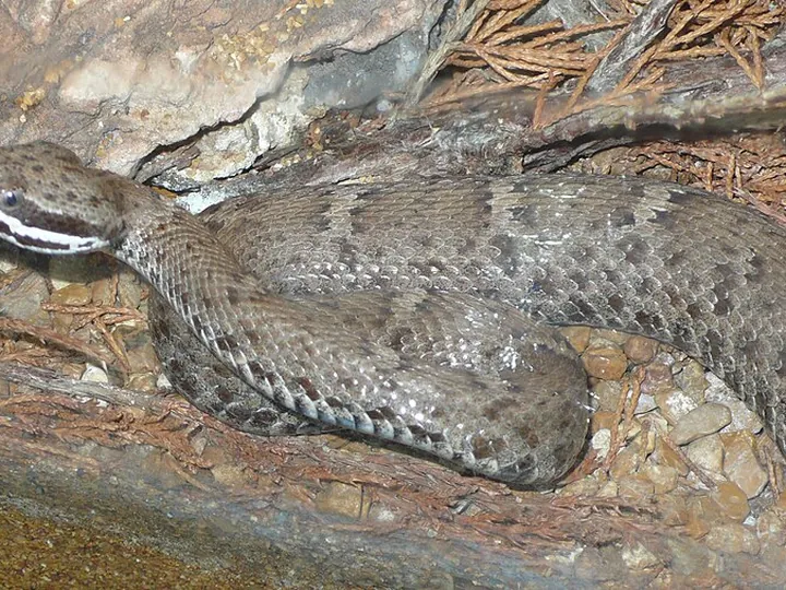 Ridge-nosed rattlesnake (Crotalus willardi)