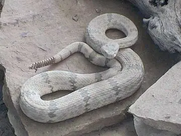 Rock rattlesnake