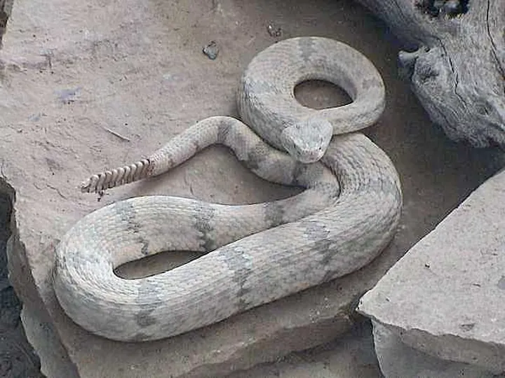 Rock rattlesnake (Crotalus lepidus)