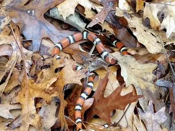 Scarlet kingsnake