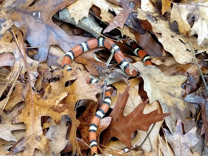 Scarlet kingsnake (Lampropeltis elapsoides)