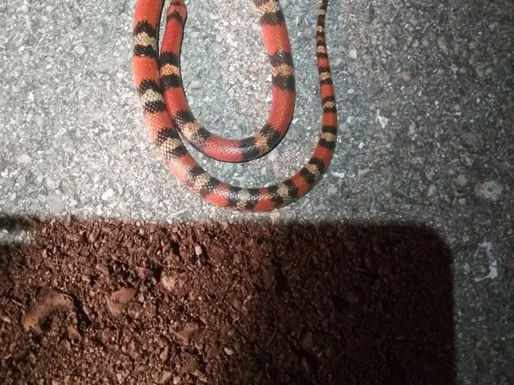 Scarlet snake (Cemophora coccinea)