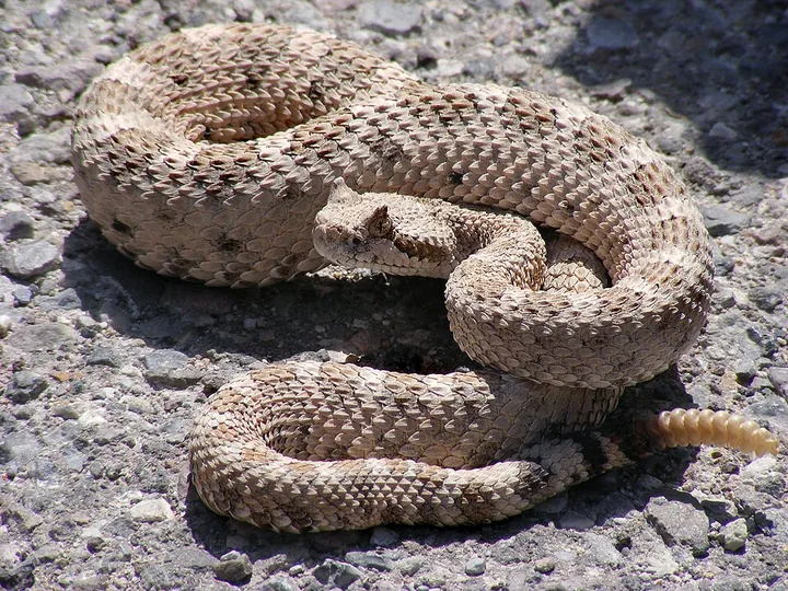 Sidewinder (Crotalus cerastes)