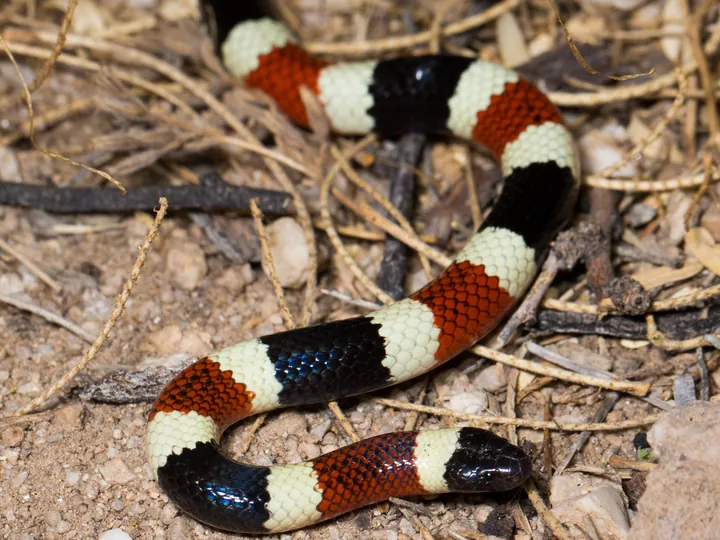 Sonoran coral snake (Micruroides euryxanthus)
