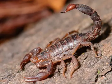 Southern devil scorpion